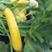 Courgette- Golden Rush